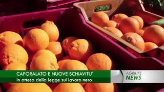 Notiziario 24 febbraio 2016 - AgrilifeNews