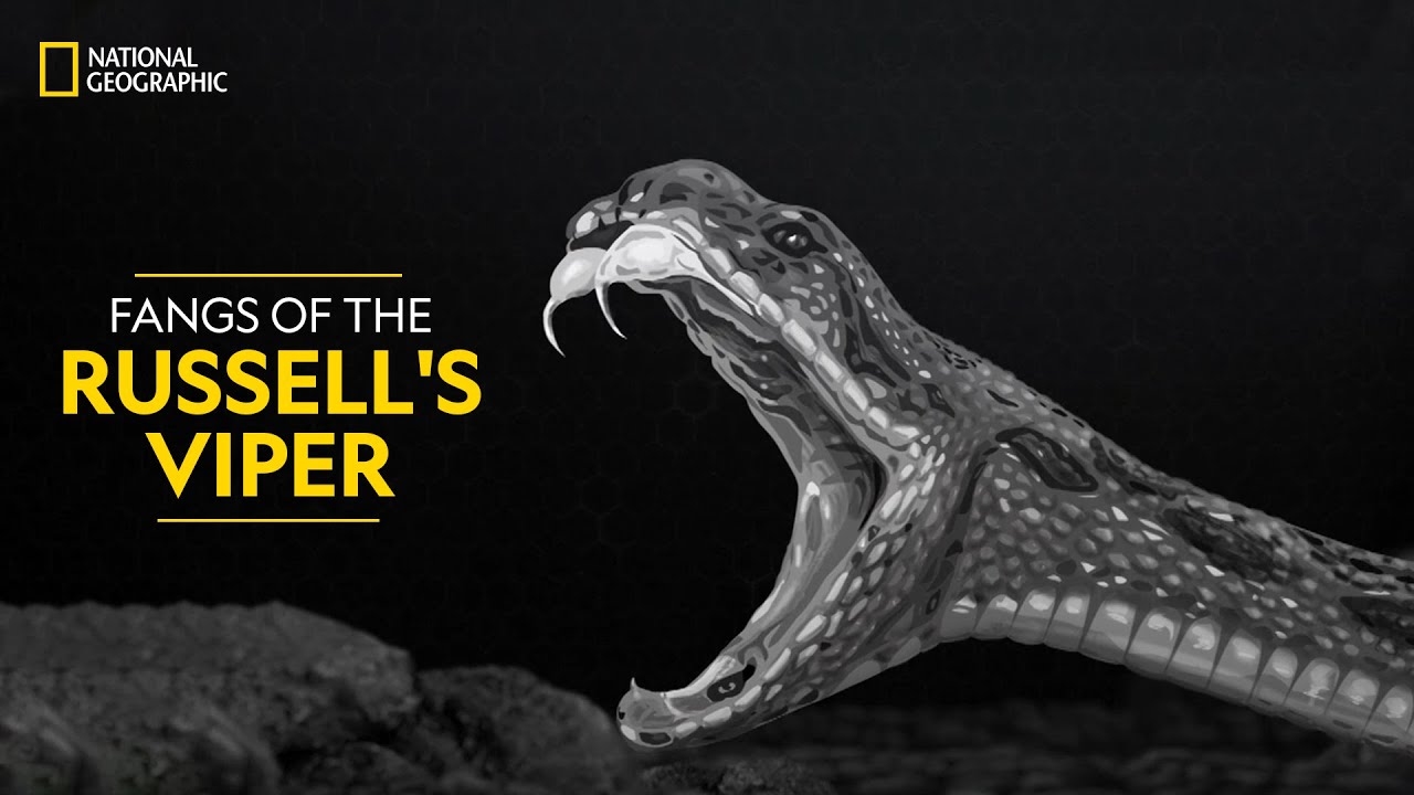 Fangs Of The Russell s Viper Snakes SOS Goa s Wildest National Fangs Of The Russell s Viper Snakes SOS Goa s Wildest National
