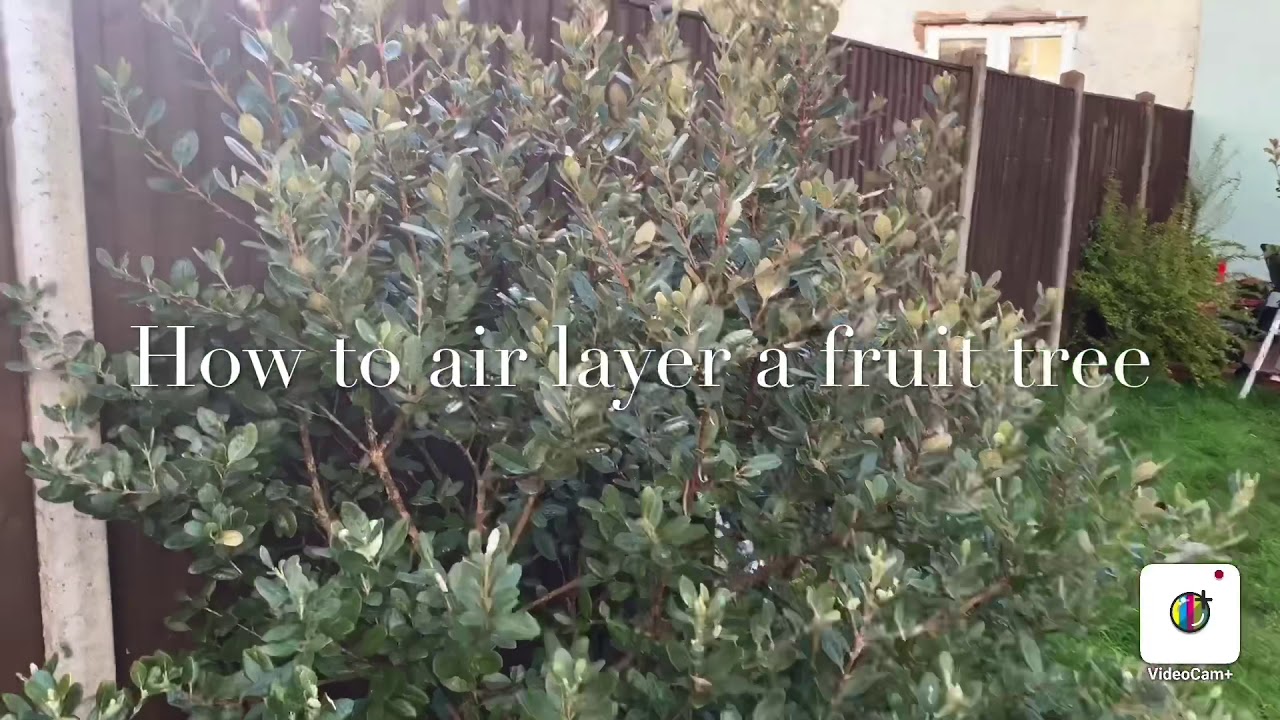 How to air layer fruit trees YouTube