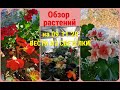 🌺🌸Растем, цветем,благоухаем или ОБЗОР ЦВЕТОВ и укорененных ЧЕРЕНКОВ  на 09.11.20.Вести из СВЕТЁЛКИ.