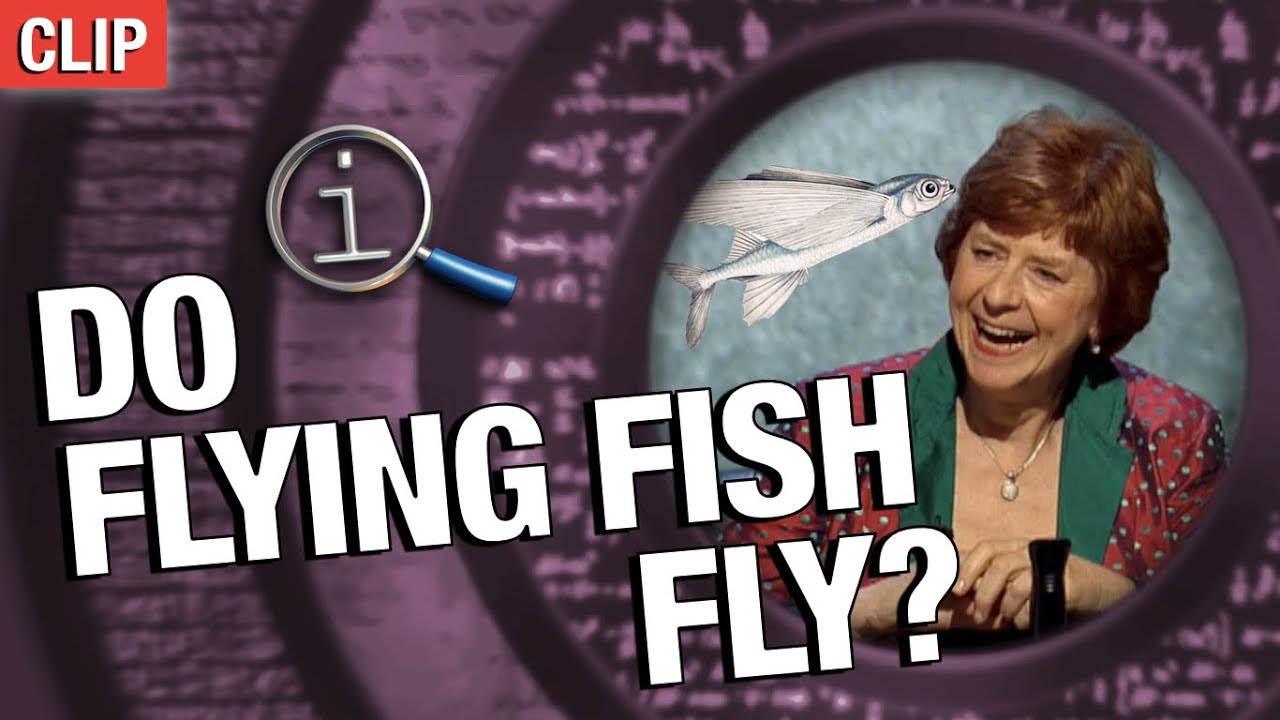 QI Do Flying Fish Fly? YouTube