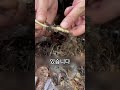 이 버섯의 가치는 10만 달러가 넘습니다!