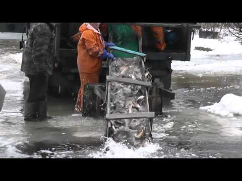 пруд д.Степановка
