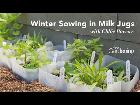 Winter Seed Sowing: Upcycle and Make More Plants with Milk Jugs #seedstarting #gardenhacks