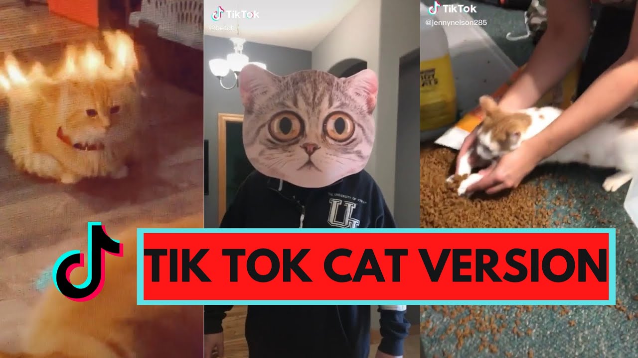 Tik Tok Compilation Cat YouTube