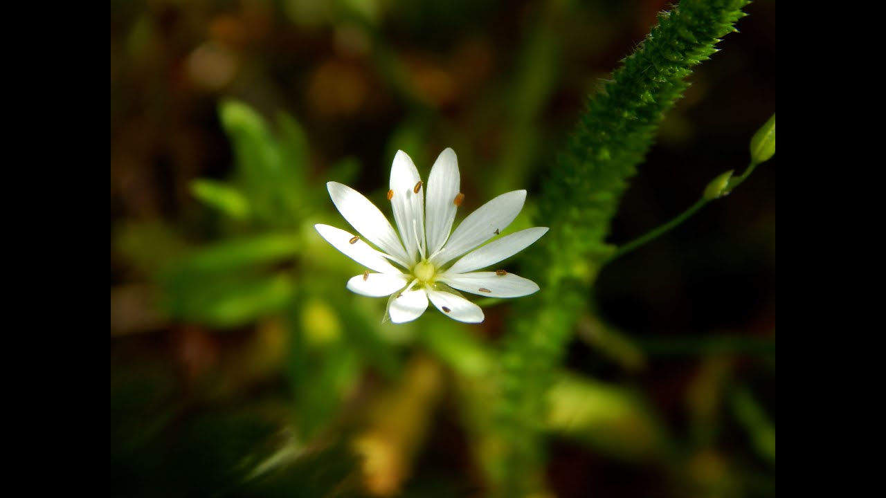 Звездчатка злаколистная  (Stellāria gramīnea)