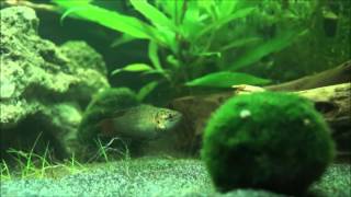 Download Lagu Paradise fish