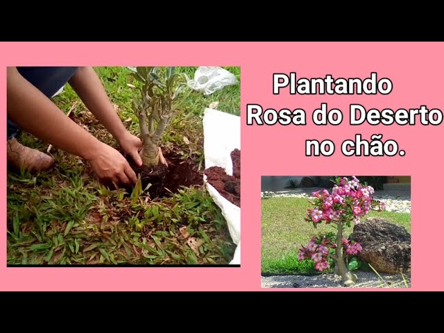 Plantando Rosa do Deserto no Chão. - thptnganamst.edu.vn