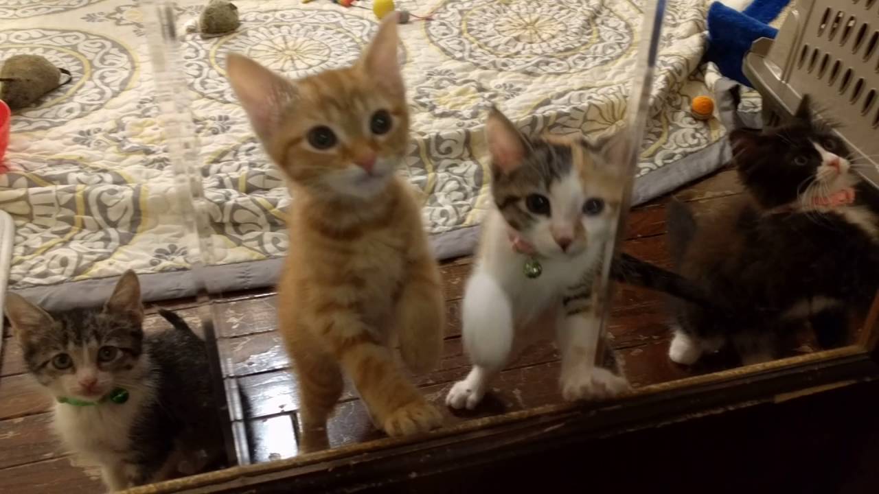 cats inn Toffee leads the chorus.