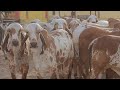 100% pure and oldest Gir cows breed at Rajmoti Gir Gaushala , Kodinaar | Gujarat Gir cow