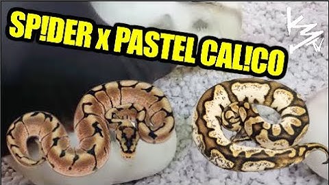 Cutting Eggs: Spider x Pastel Calico Ball Python Clutch!!! #K3Reptiles