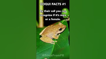 Thumbnail of #Short Puerto Rican native Coqui Frog