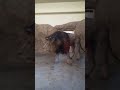 male lion 2nd attempt#lions#wildanimals#animals#shorts#short#trendingvideos