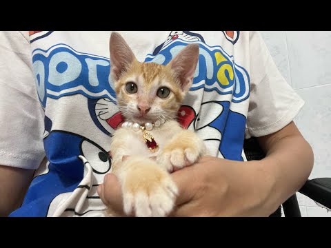 Video #552 Lần đầu cắt móng tay và đeo trang sức cho Nùi Dẻ - youtube