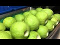 Amazing Fruit Cutting Skill ,Guava│Taiwanese street Food│Nightmarket cuisine│