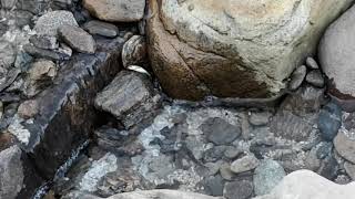 Naturnaher Bachlauf Mit Elritzen Im Garten