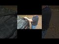 Easy Bug Deflector Install on 2025 Ram 1500!
