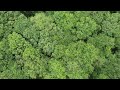 Forest hyperlapse