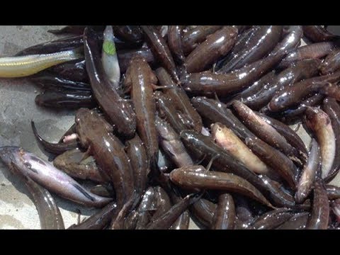 Video: Mồi Gì Và Cách Bắt Cá Bống ở Biển Đen