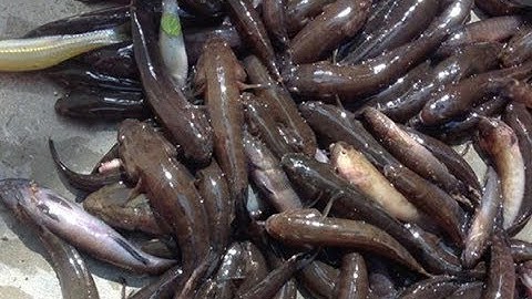 Hướng dẫn làm mồi câu cá bóng dừa, giật mỏi cả tay - Hai Lượm TV