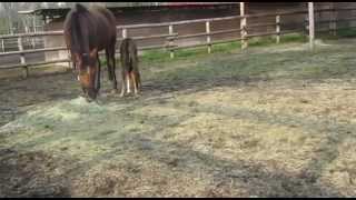 ahr2012052003.flv