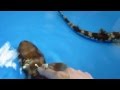 トラザメ＠寺泊水族博物館 の動画、YouTube動画。