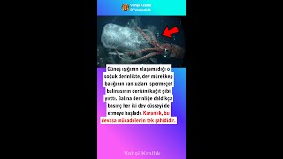 DERİNLİĞİN KARANLIK BASINCINDAKİ DEVASA PUSU: DEV MÜREKKEP BALIĞININ BALİNANIN ENSESİNE YAPIŞMASI