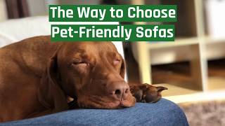 The Way to Choose Pet Friendly Sofas