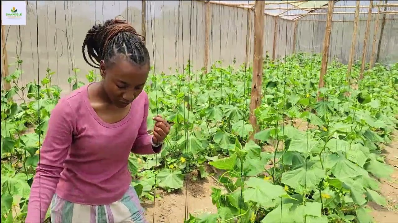 Cucumber Production in a Greenhouse/ Uzalishaji wa Matango ndani ya nyumba kitalu