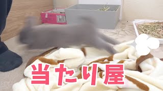 交通事故当たり屋うさぎさんが飼い主の足に激突し、困惑した表情を浮かべていました【No.209】