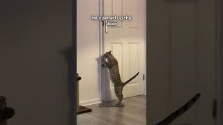 "Homer let the Barts out" by cats ❤️ part 4