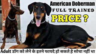 Doberman adult dog for sale || superb quality and genuine price