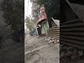 Live highlight