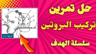 تمرين 17 سلسلة الهدف [ تركيب البروتين ] .