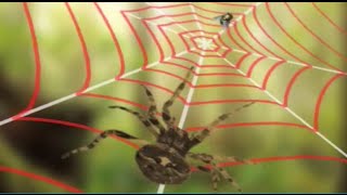 Почему пауки не попадаются в собственные сети?