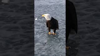 Орел розуміє Українську мову.(Bald Eagle in Alaska Understands Ukrainian)