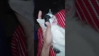 Tiny Blind Kitten's Blue Mystery Gentle Rescue Care #BlueSubstance #BlindKittenCare #CatEyeCleaning Tiny Blind Kitten's Blue Mystery Gentle Rescue Care #BlueSubstance #BlindKittenCare #CatEyeCleaning