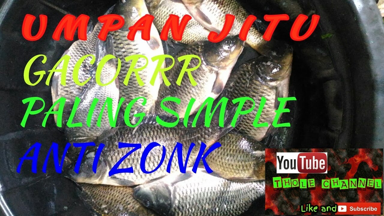 UMPAN IKAN MAS GACOR.. Umpan simple tapi bikin neter.. 