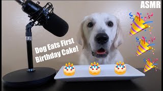 English Cream Golden Retriever Dog Eats His First Birthday Cake | Puppy ASMR