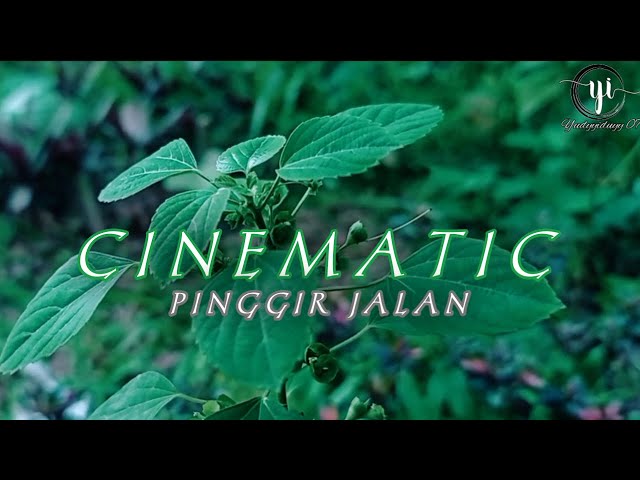 CINEMATIC VIDEO BUNGA | TANAMAN PINGGIR JALAN | MODAL HP class=