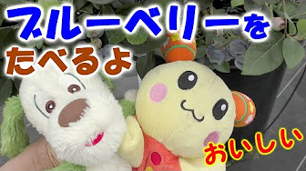 いないいないばあっ ワンワンうーたん わーお メドレー あそぼっくす Youtube いないいないばあっ ワンワンうーたん わーお メドレー あそぼっくす Youtube