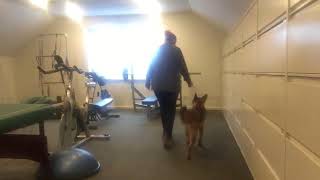 Flat Work 2 with Jack the Shepinois 6 Months Old