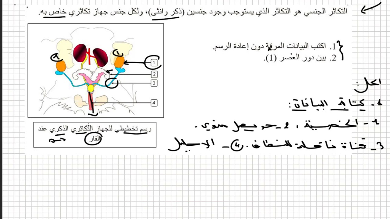 تمرين جيد على التكاثر عند الانسان اولى متوسط علوم طبيعية