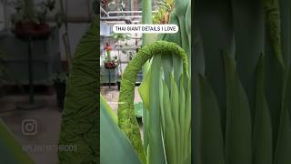 Thai Giant details that I love 🥰 #giantplants #thaigiant #leucocasiagiganteathaigiant #plants