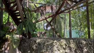 Your favorite leopards at ZWF by ZWF MIAMI 458 views 1 year ago 21 seconds