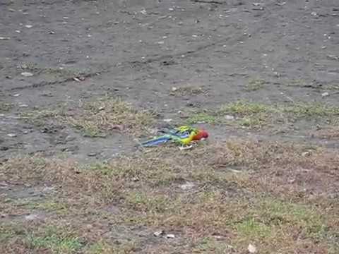 Попугай Красная Розелла у меня во дворе. Parrot Platycercus elegans in the my yard.