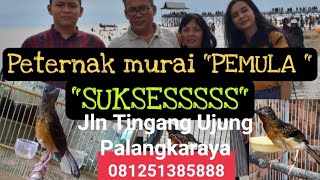 'PETERNAK MURAI PEMULAH SUKSESSS Om Chim Maulana'//Palangkaraya.