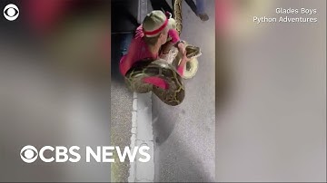 Record-breaking 19-foot-long Burmese python captured in Florida