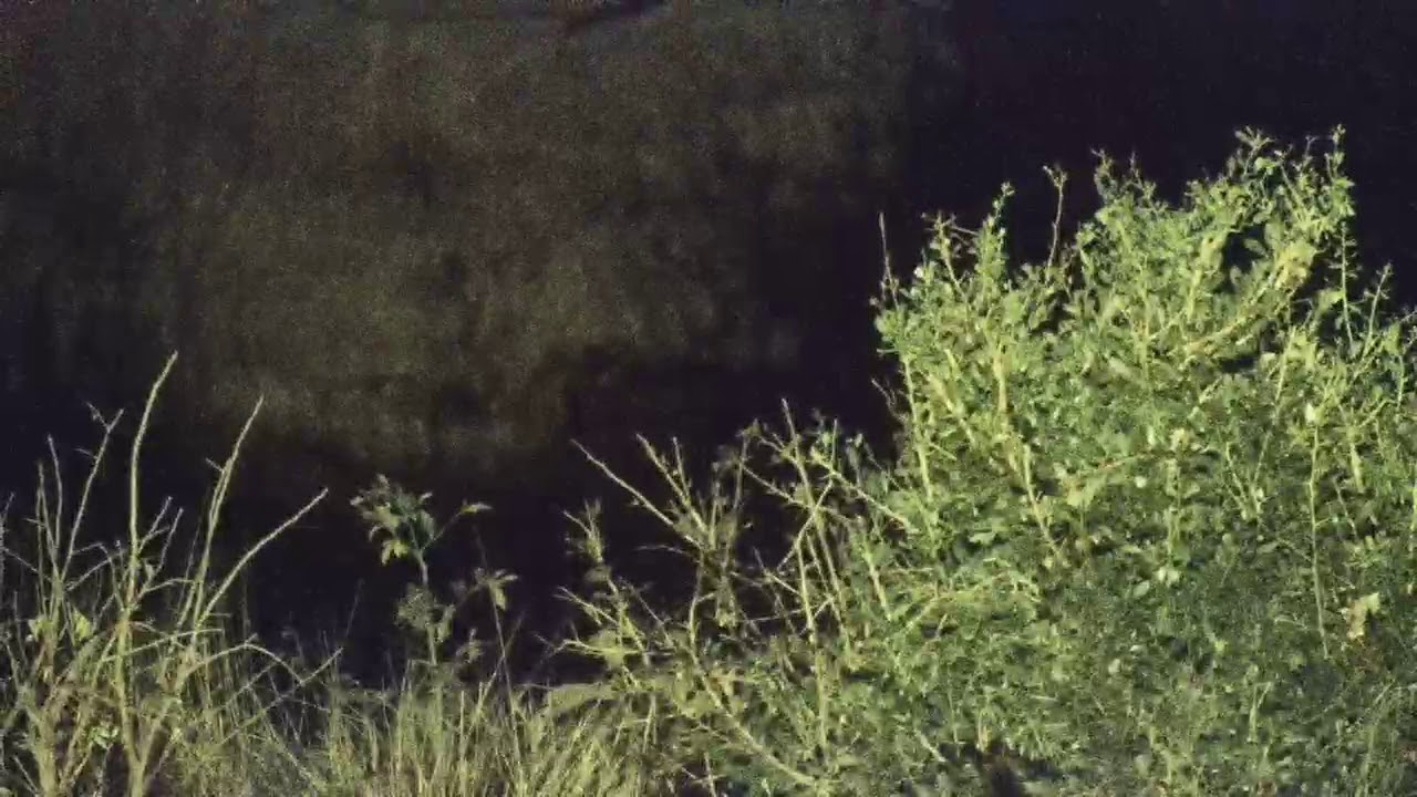camera iphone 8 plus apk Djuma: Lone Hyena passing through in distance - 01:55 - 07/26/19