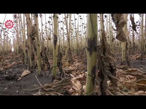 Видео: Слънчогледовата метла е опасен враг